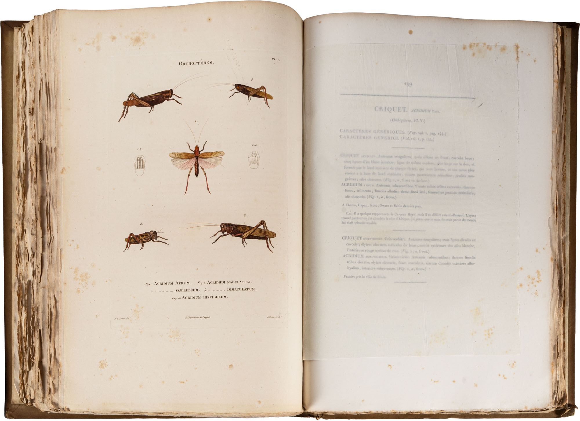 Lotto 45 | Insectes recueillis en Afrique et en Amerique