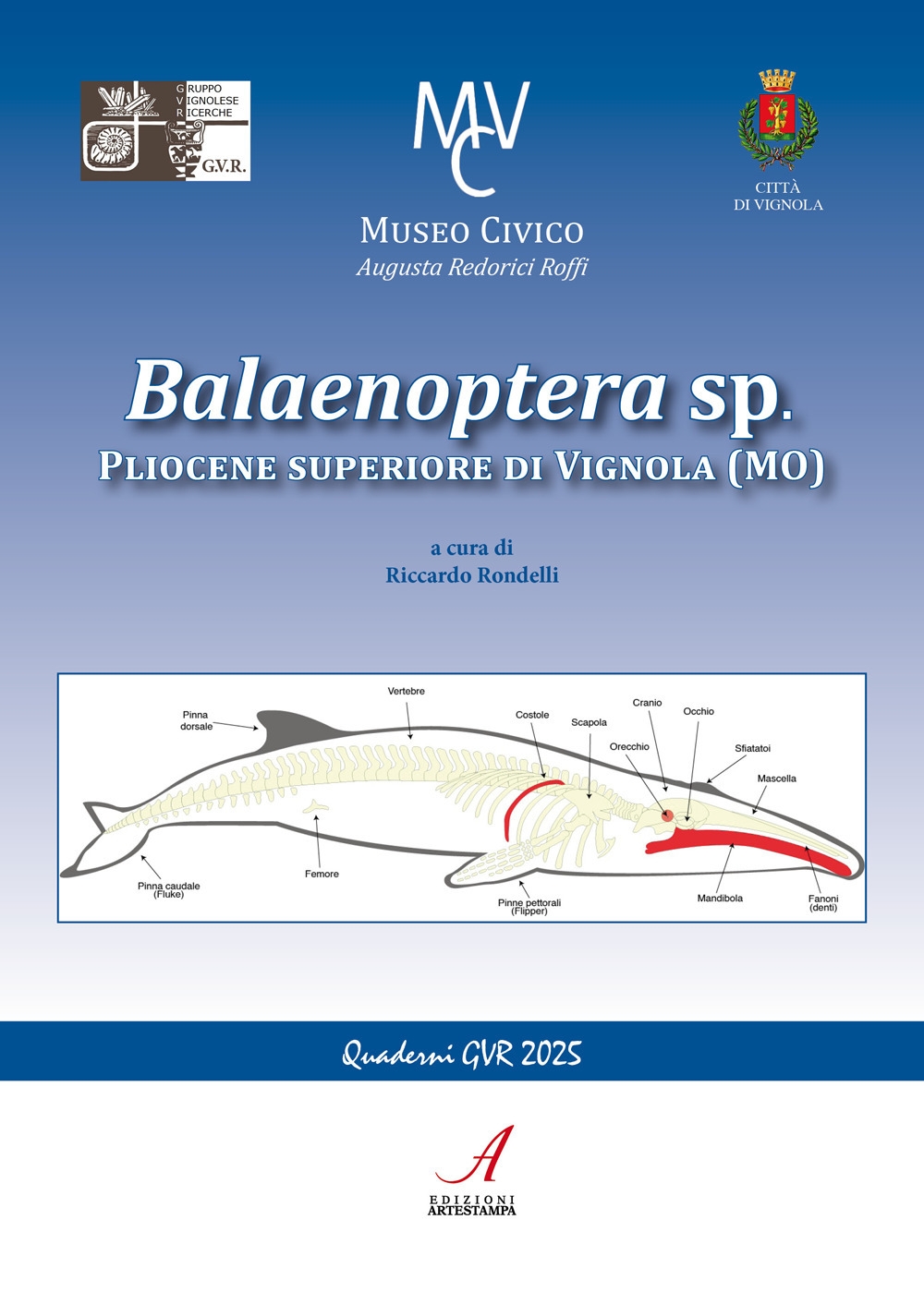 Balaenoptera sp. Pliocene superiore di Vignola (MO)