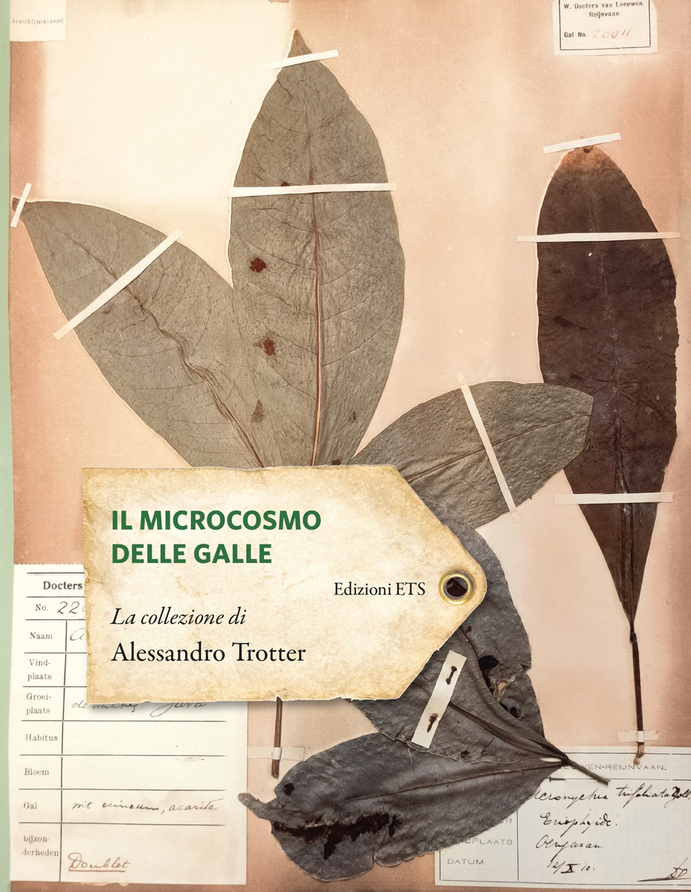 Il microcosmo delle galle