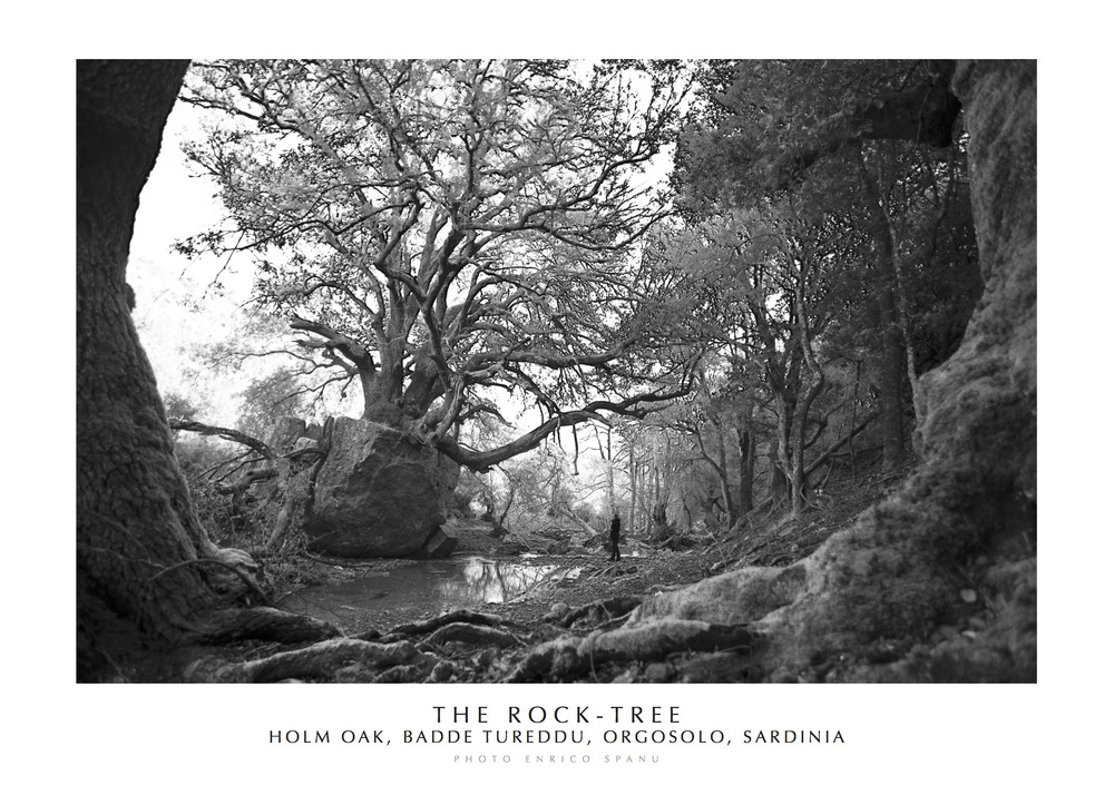 The Rock-Tree Holm Oak, Badde Tureddu, Orgosolo, Sardinia