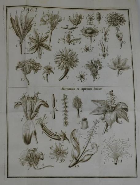 Anthologia sive de floris natura libri tres plurimis inventis, observationibusque, …