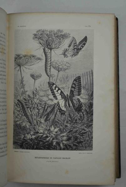 Métamorphoses, moeurs et instincts des insectes...