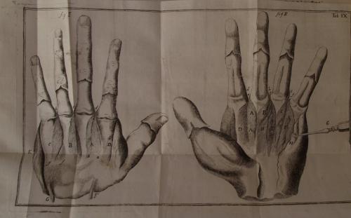 Compendium anatomicum totam rem anatomicam brevissime complectens.