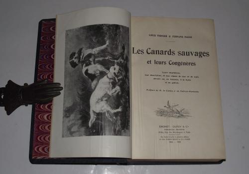 Les Canards sauvages et leurs Congénères…