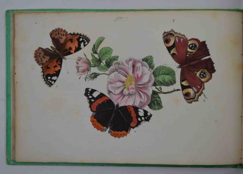 Histoire des Papillons donnant la description de leur nature, de …