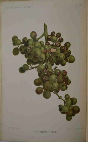 Les maladies de la vigne… Deuxième édition.