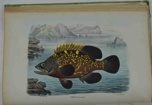 Atlante zoologico popolare. Volume VII. Rettili e pesci.