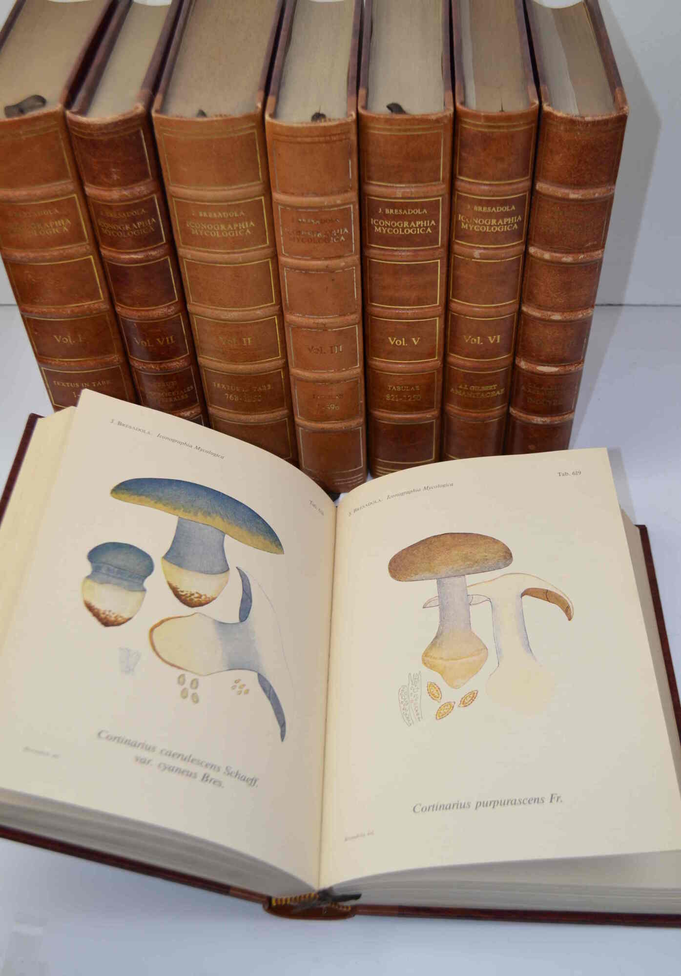 Iconographia Mycologica...
