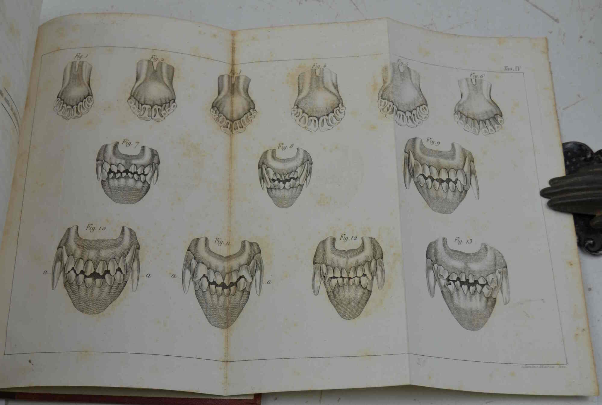 Ippodonteologia... accresciuta del trattato sull'età del bove, della pecora, del …