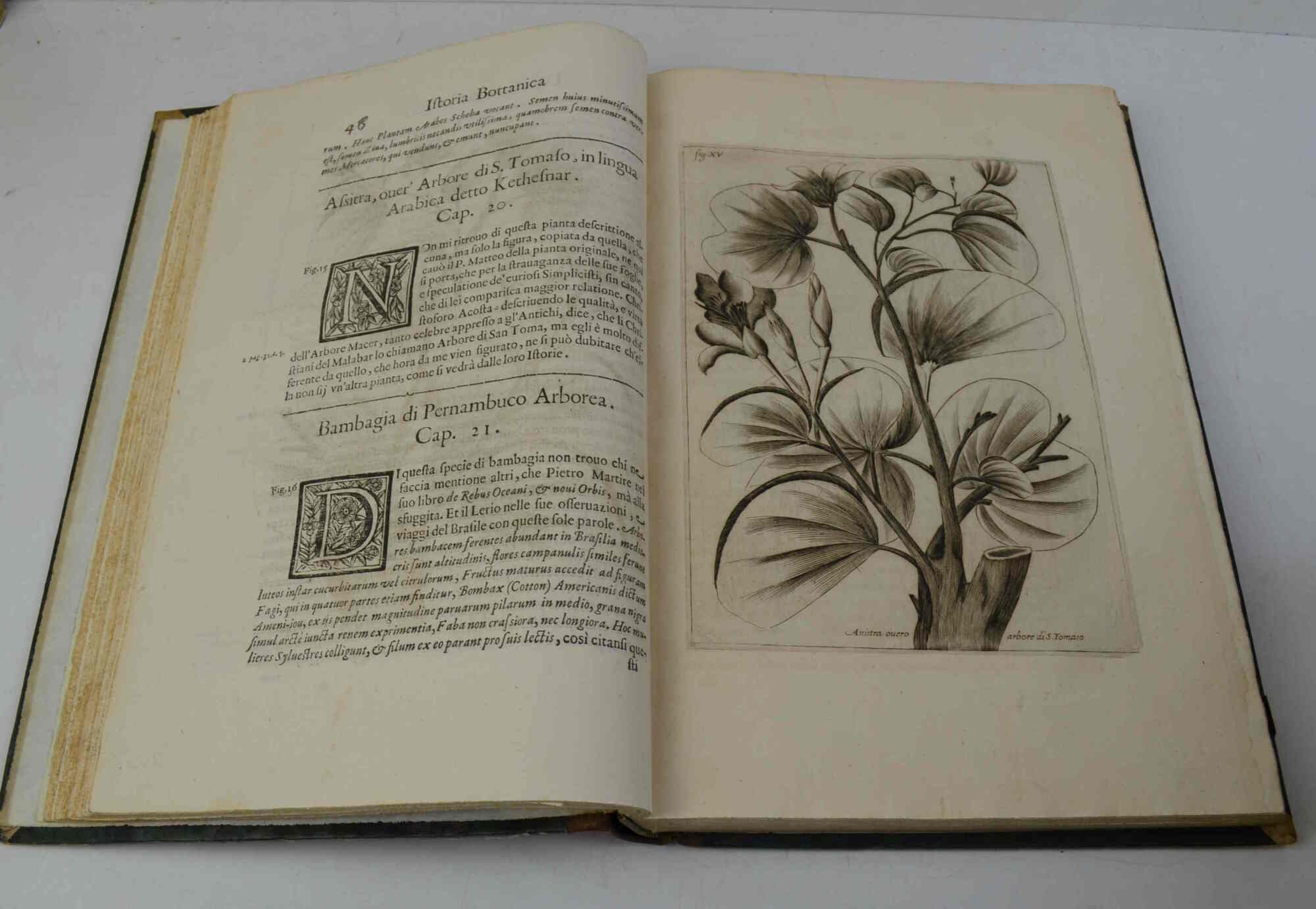 Istoria botanica... Nella quale si descrivono alcune Piante de gl'Antichi, …
