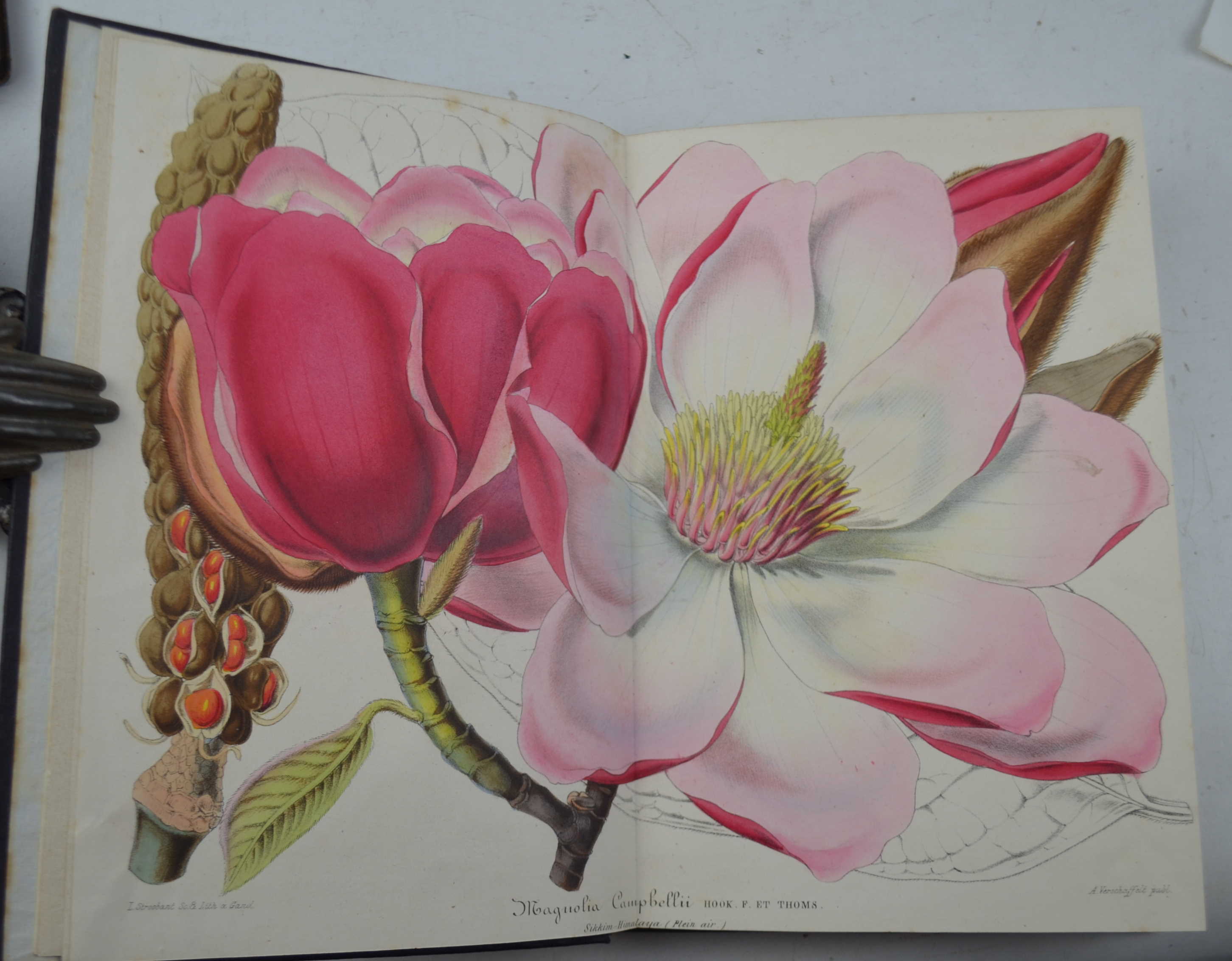 L'illustration horticole, journal spécial des serres et des jardins…