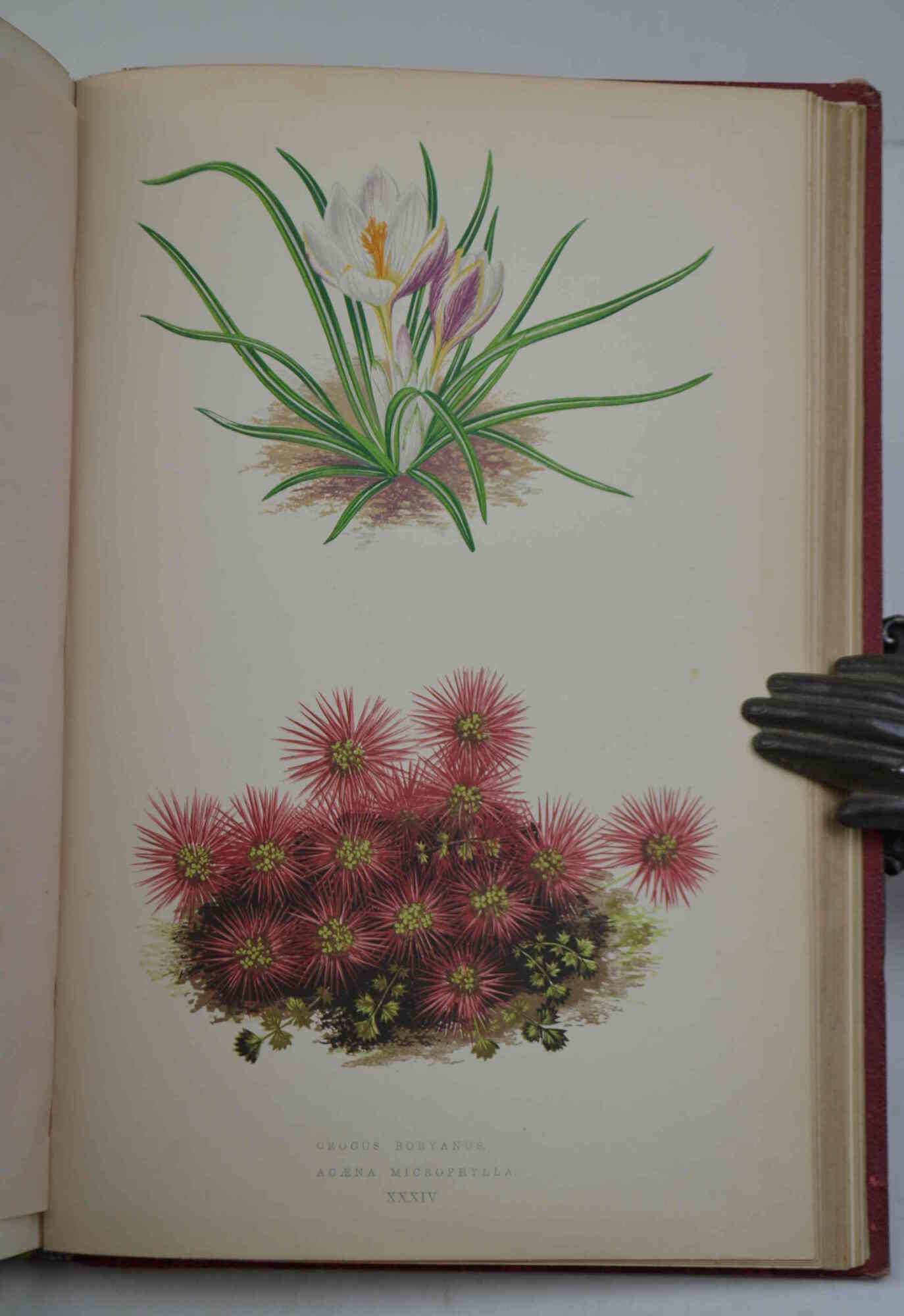 Les plantes alpines choix des plus belles espèces, description, station. …