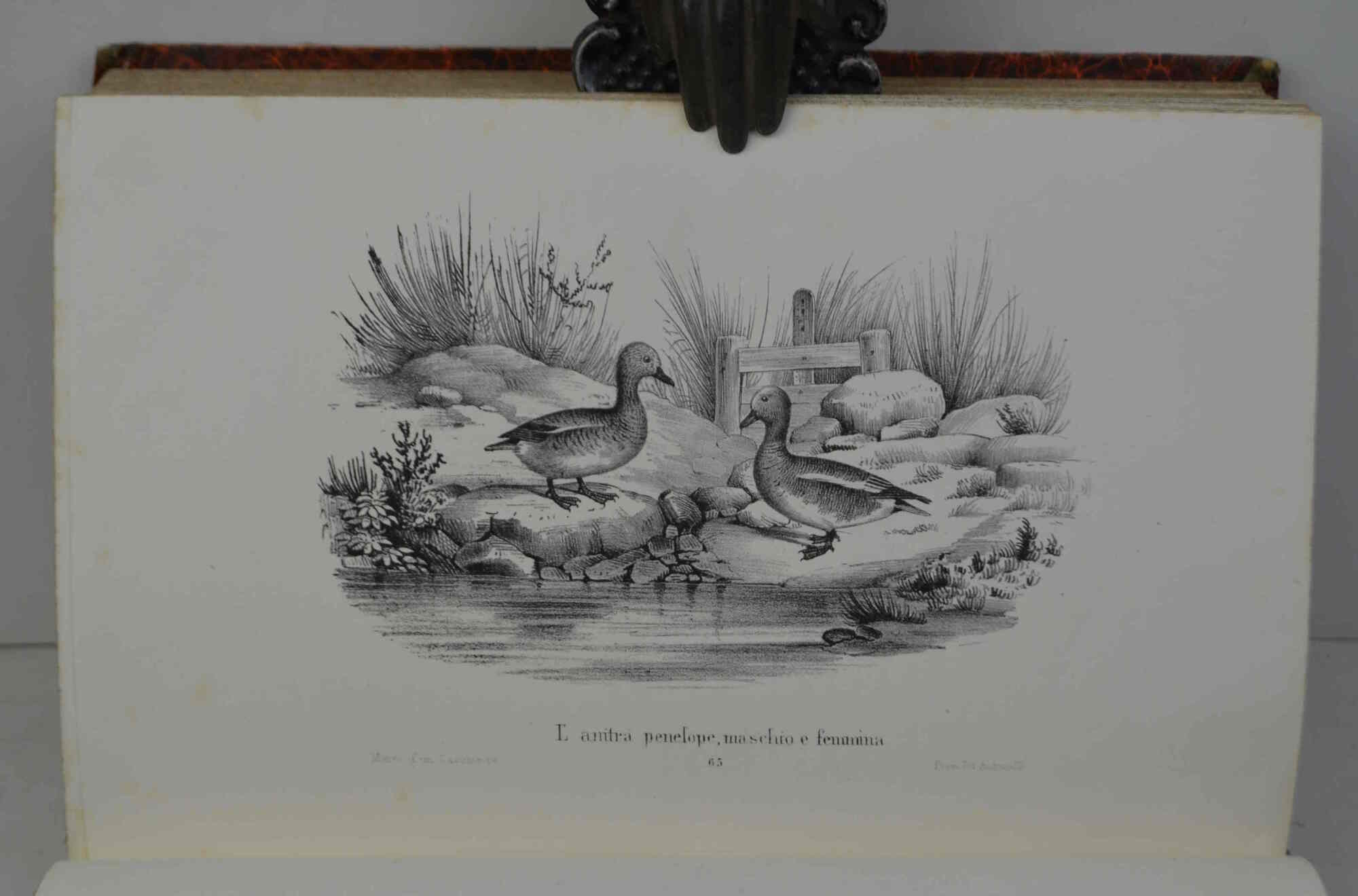 Museo del cacciatore o collezione di tutte le specie di …