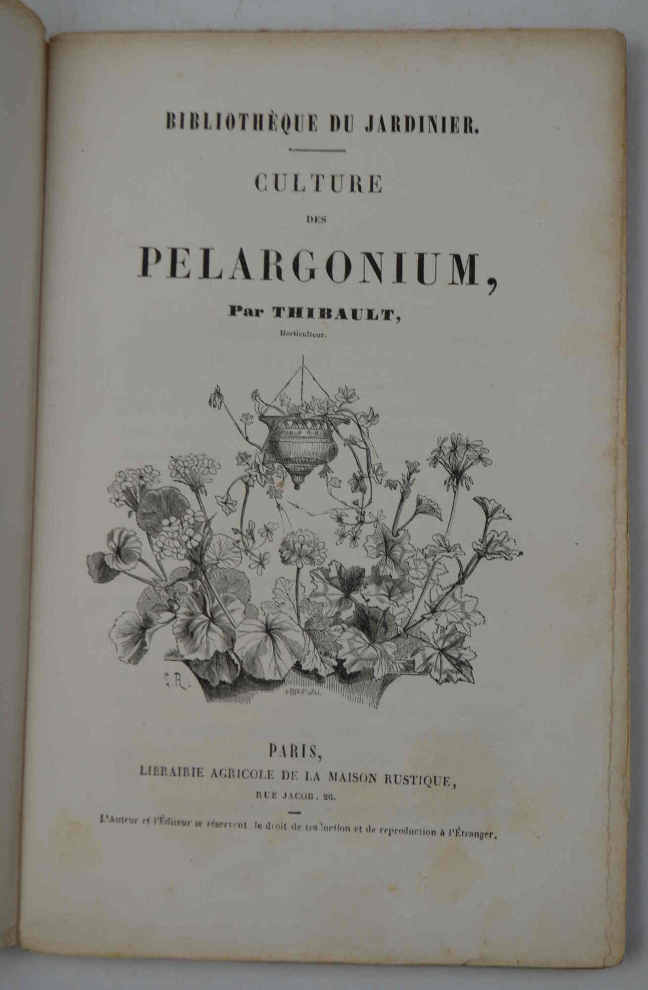 Pelargonium. Distribution - Nomenclature - Culture.