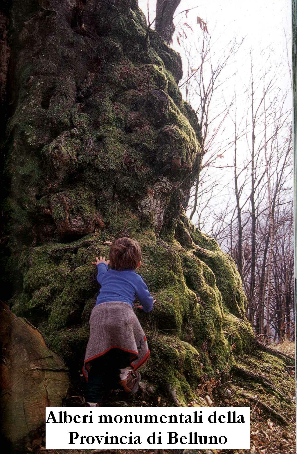 Alberi monumentali della Provincia di Belluno