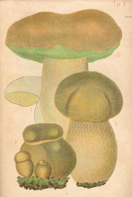 Funghi mangerecci e velenosi