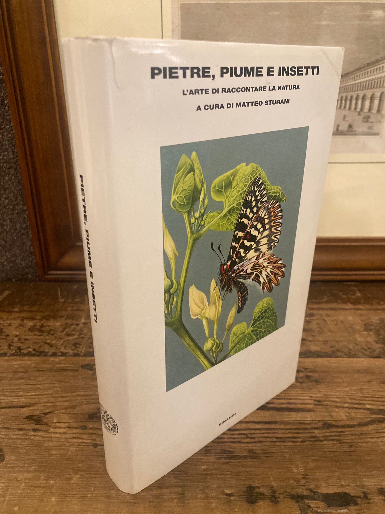 Pietre, piume e insetti. L' arte di raccontare la natura