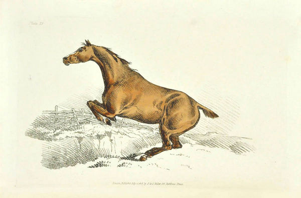 The Beauties and Defects in the Figure of the Horse.