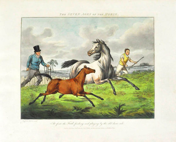 [The Seven Ages of the Horse].