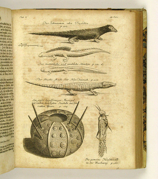 Reisen oder Anmerkungen verschiedene Theile der Barbarey und der Levante …