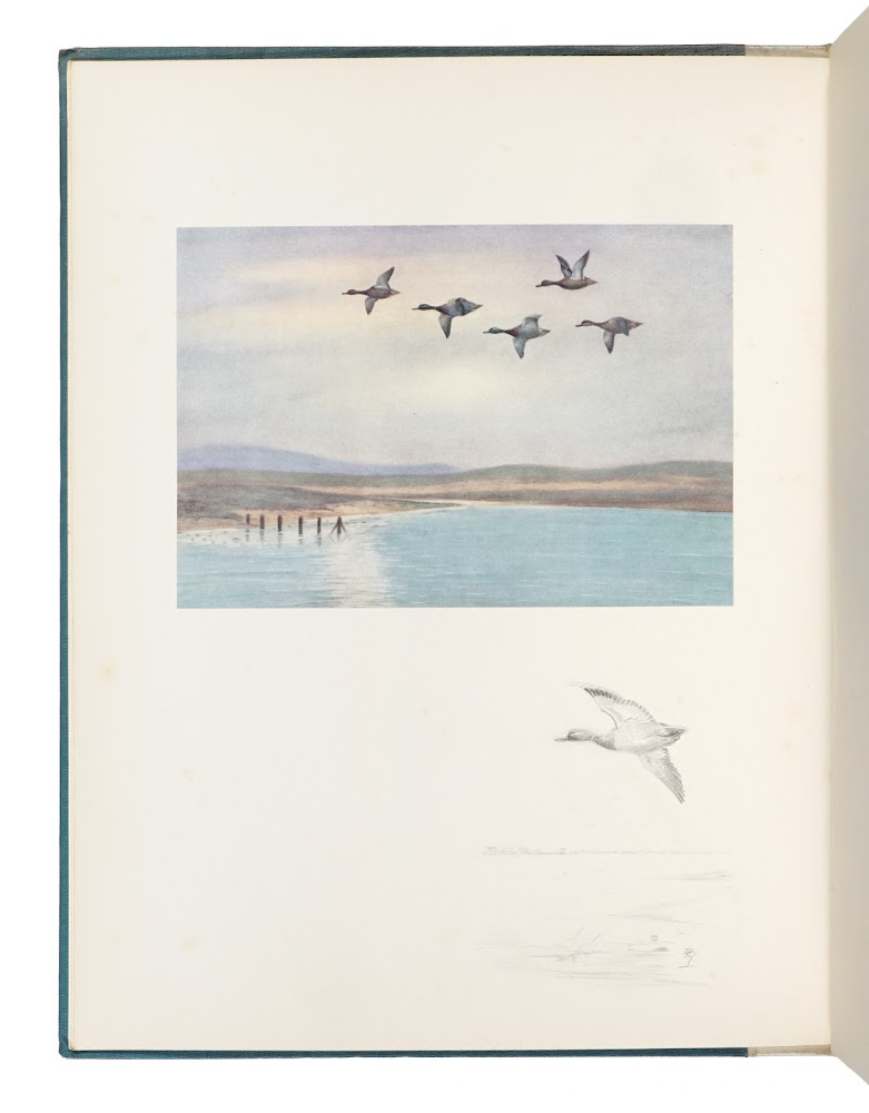 A bird painter's sketch book