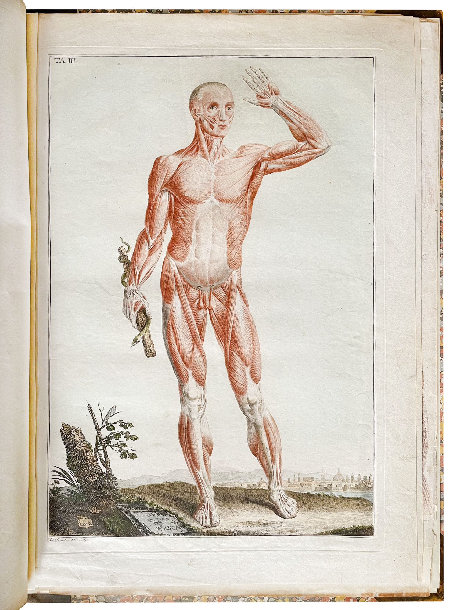 Anatomical atlas to "Anatomia per uso degli studiosi di scultura …