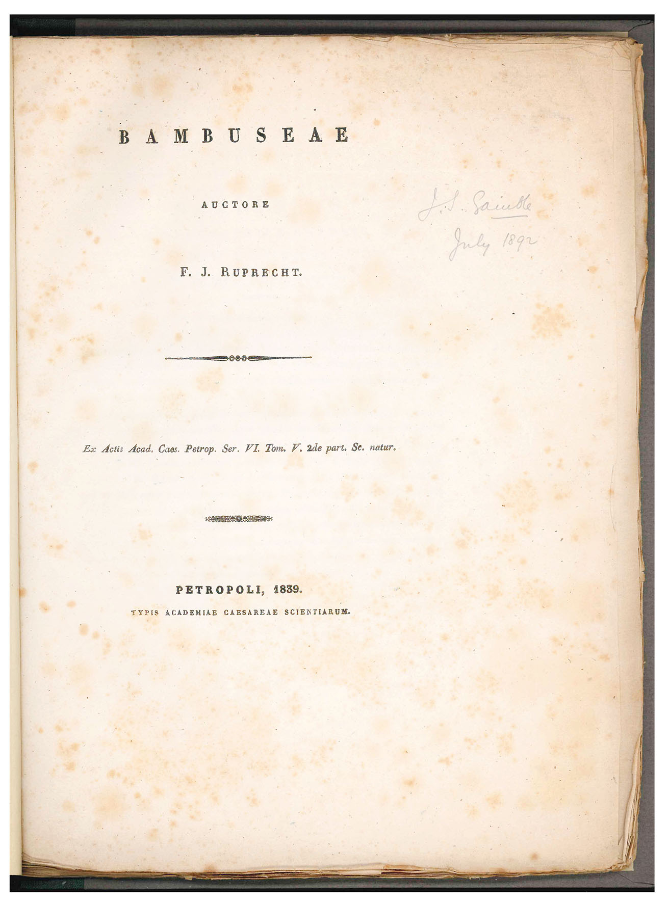 Bambuseae