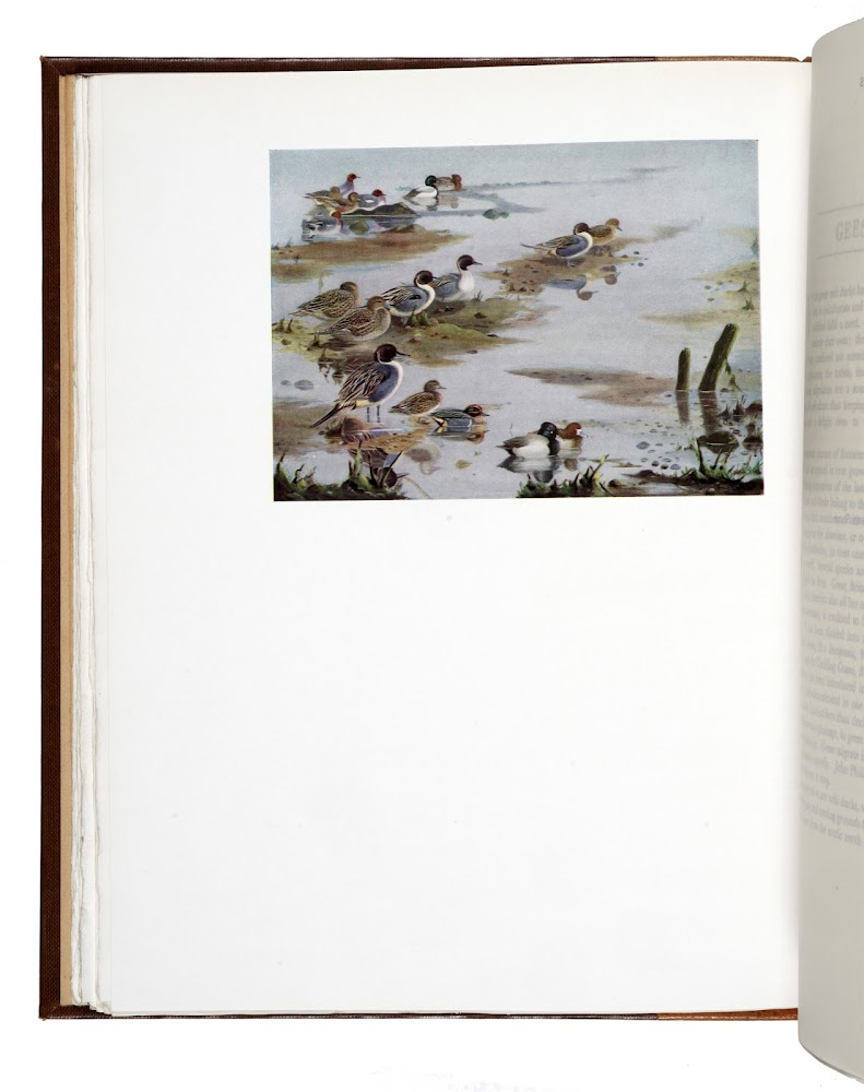 British and American Game-Birds. With a chapter on Shooting in …