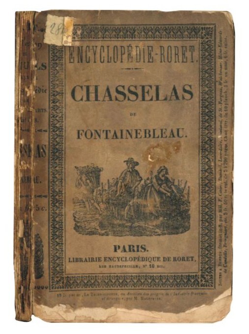 Culture du chasselas de Fontainebleau par un vigneron des environs …