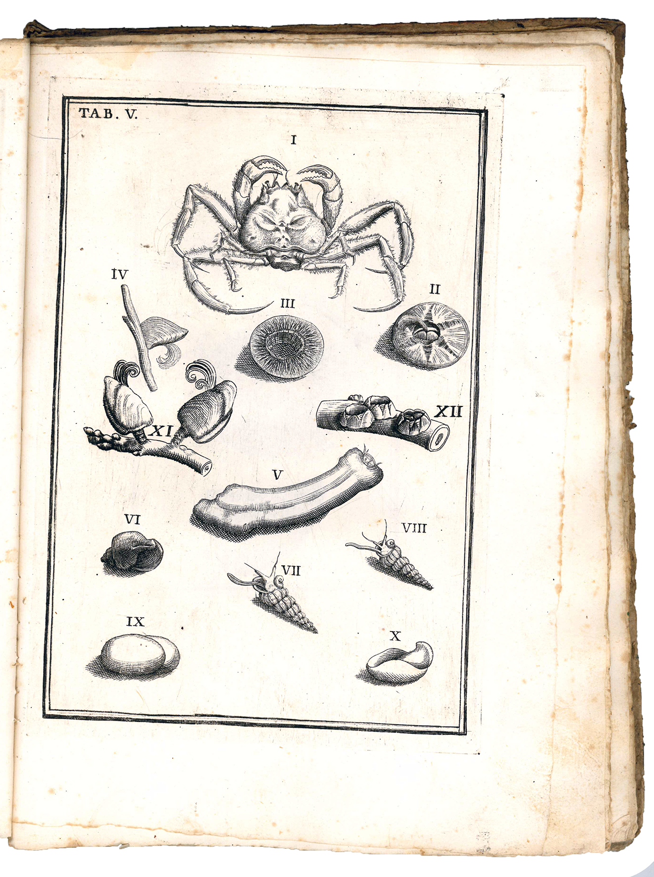 De conchis minus notis liber cui accessit specimen aestus reciproci …