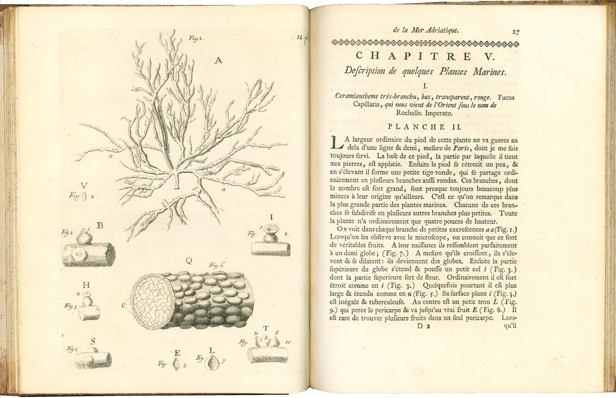 Essai sur l'histoire naturelle de la mer Adriatique par le …