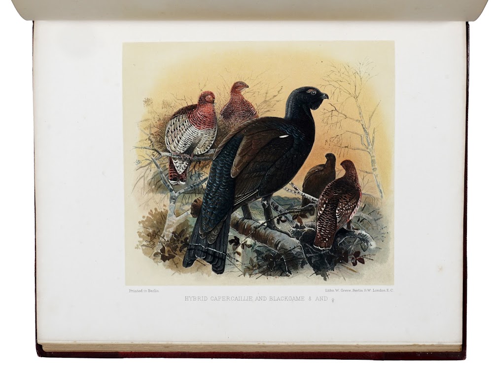 Game birds and shooting-sketches; illustrating the habits, modes of capture, …