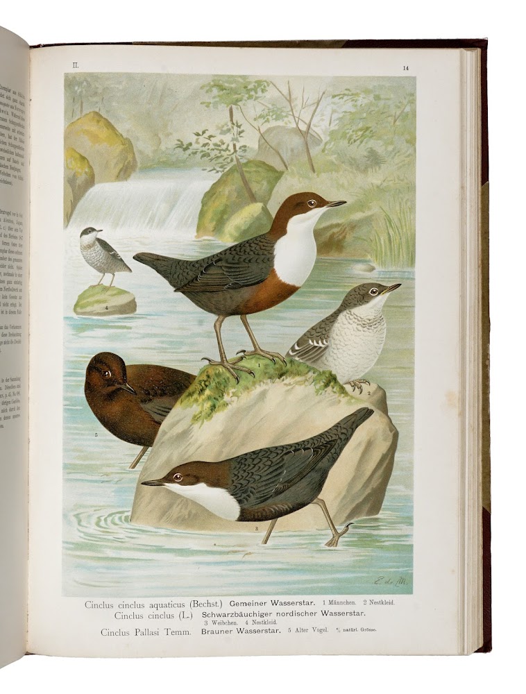 Naturgeschichte der Vögel Mitteleuropas […] Herausgegeben von Carl R. Hennicke. …