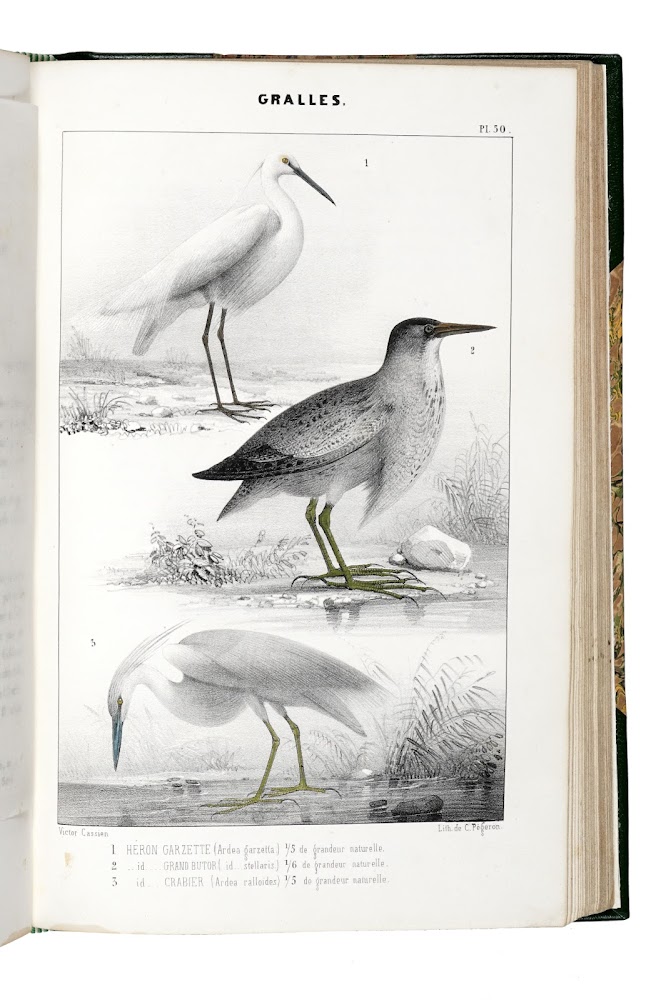 Ornithologie du Dauphiné ou Description des Oiseaux observés dans les …