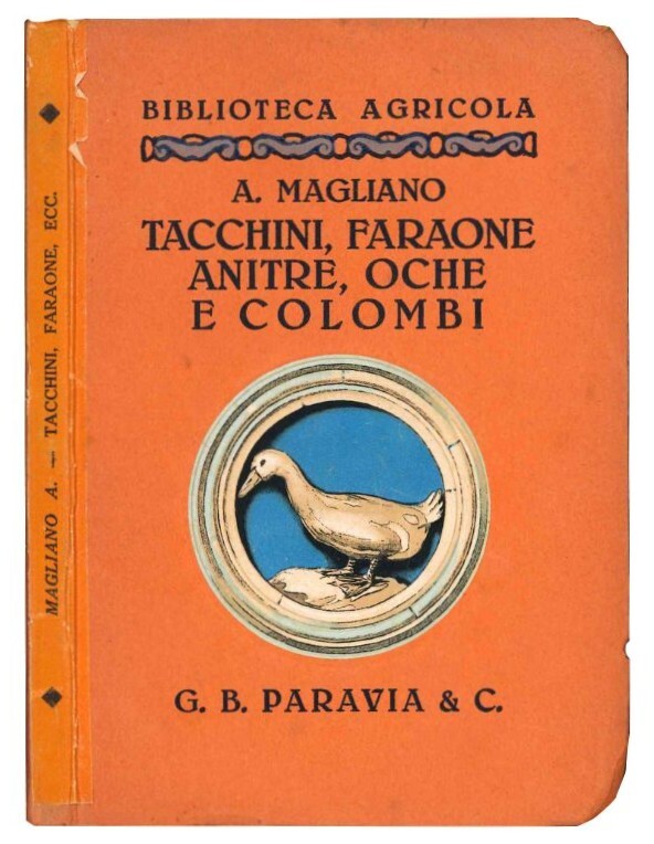 Tacchini, faraone, anitrè, oche e colombi.