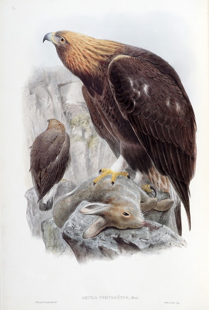 The Birds of Great Britain