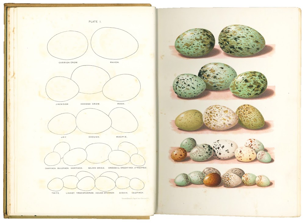 The Nests and Eggs of British Birds when and where …