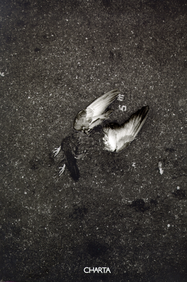 Moreno Gentili. NYC, New York revisited