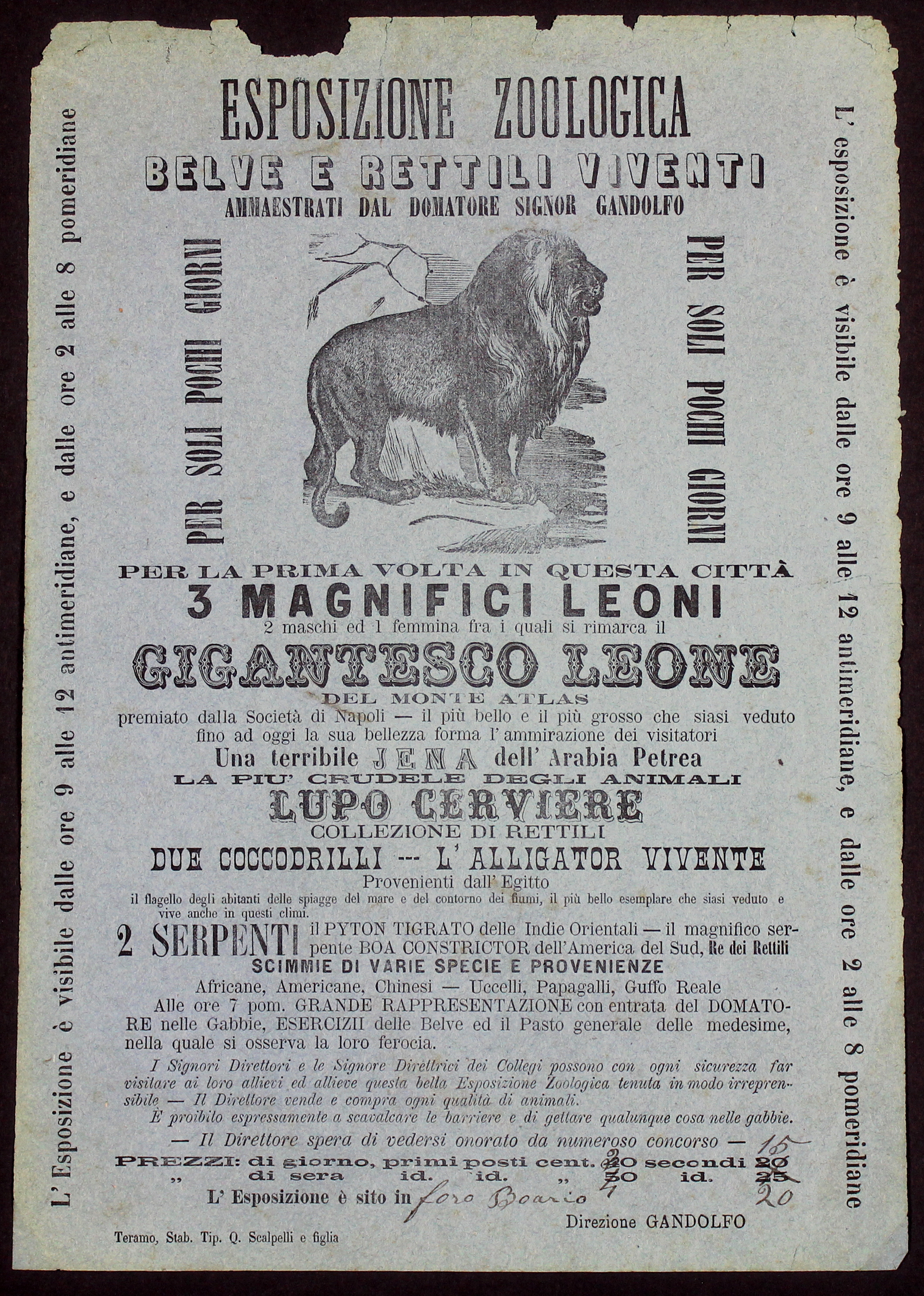 (CIRCO). Esposizione zoologica. Belve e rettili viventi ammaestrati dal domatore …