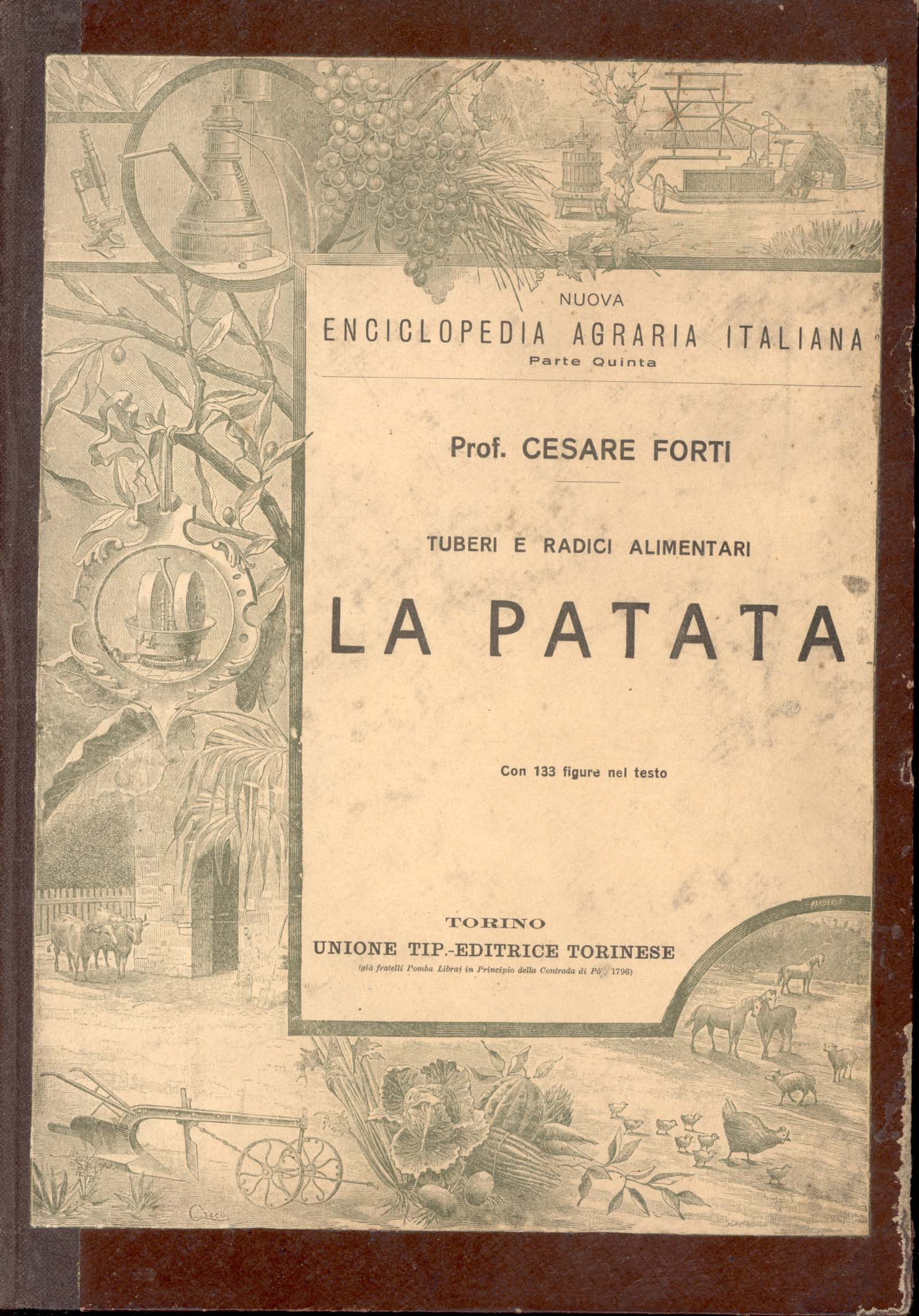 Tuberi e radici alimentari. La patata