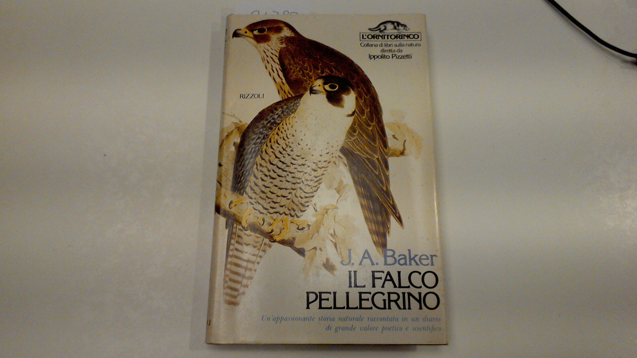Il falco pellegrino