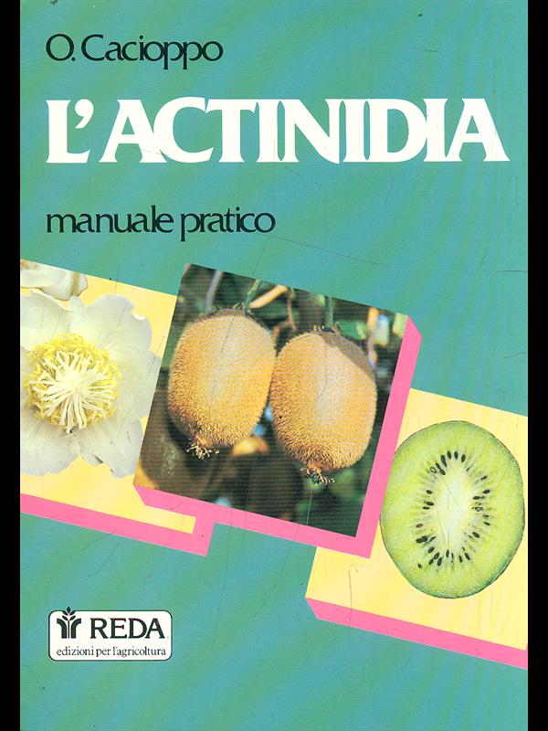 L'actinidia