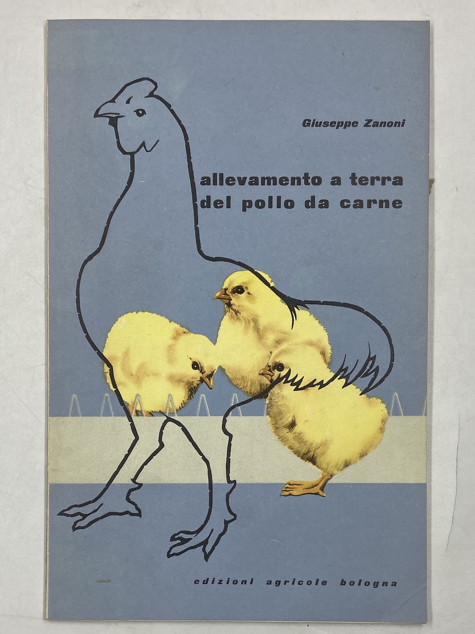 Allevamento a terra del pollo da carne.