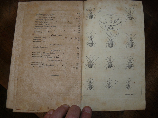 Monographia Pselaphorum. Auctore Dr. Henr. Theoph. Ludov. Reichenbach. Cum Tab. …