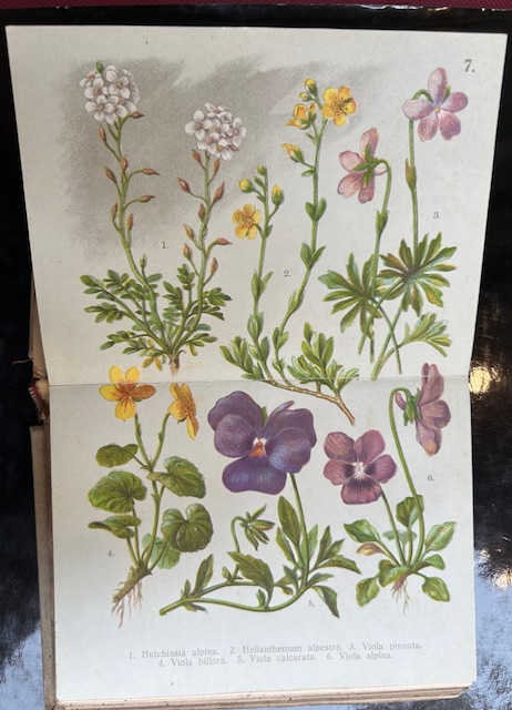 Flora delle alpi illustrata. Seconda edizione con atlante di 43 …