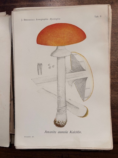 Iconographia mycologica. Vol. I