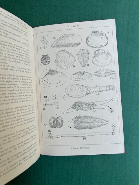 Mollusks of the Atlantic Coast of the United States. South …