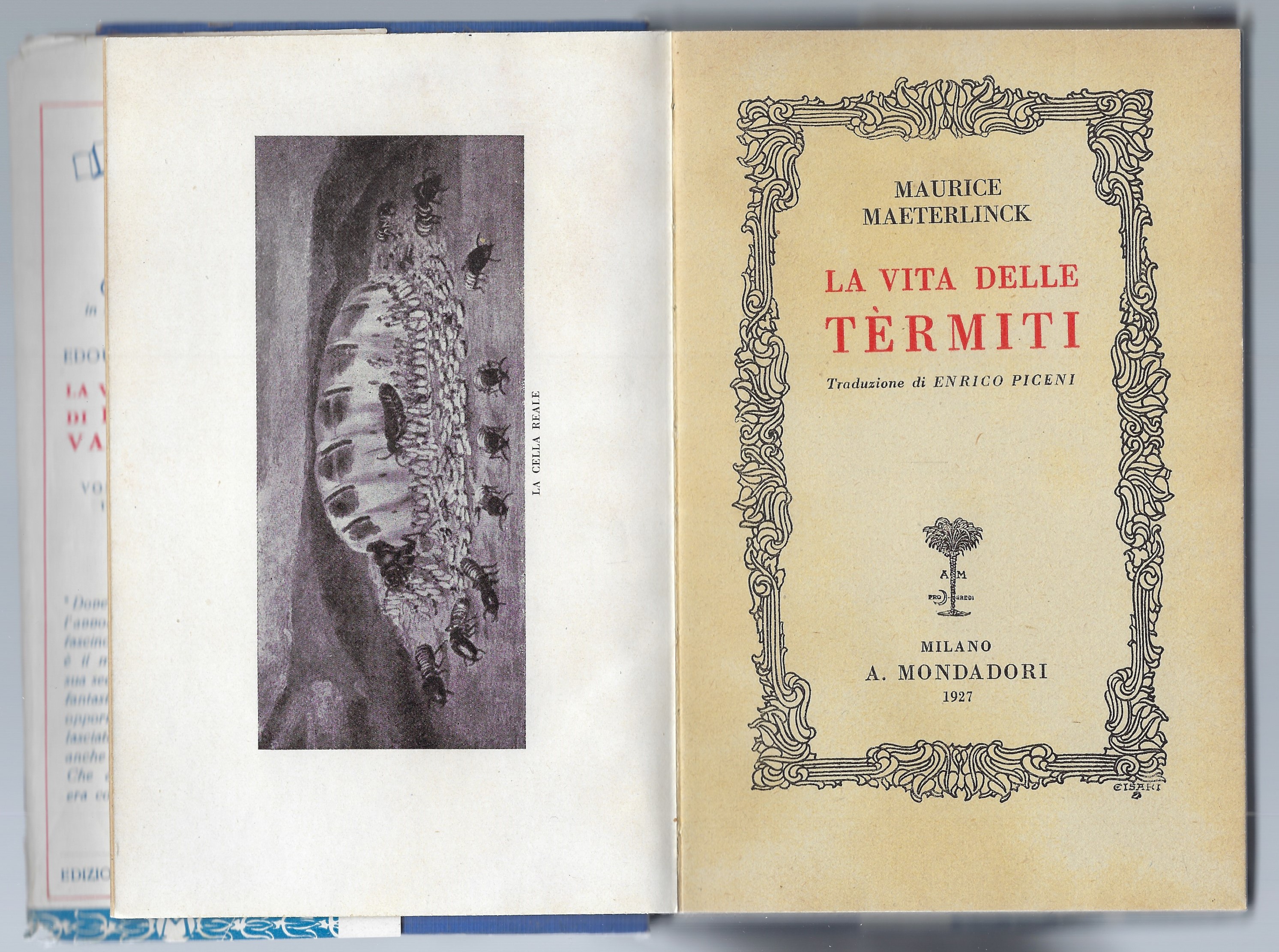 La vita delle termiti