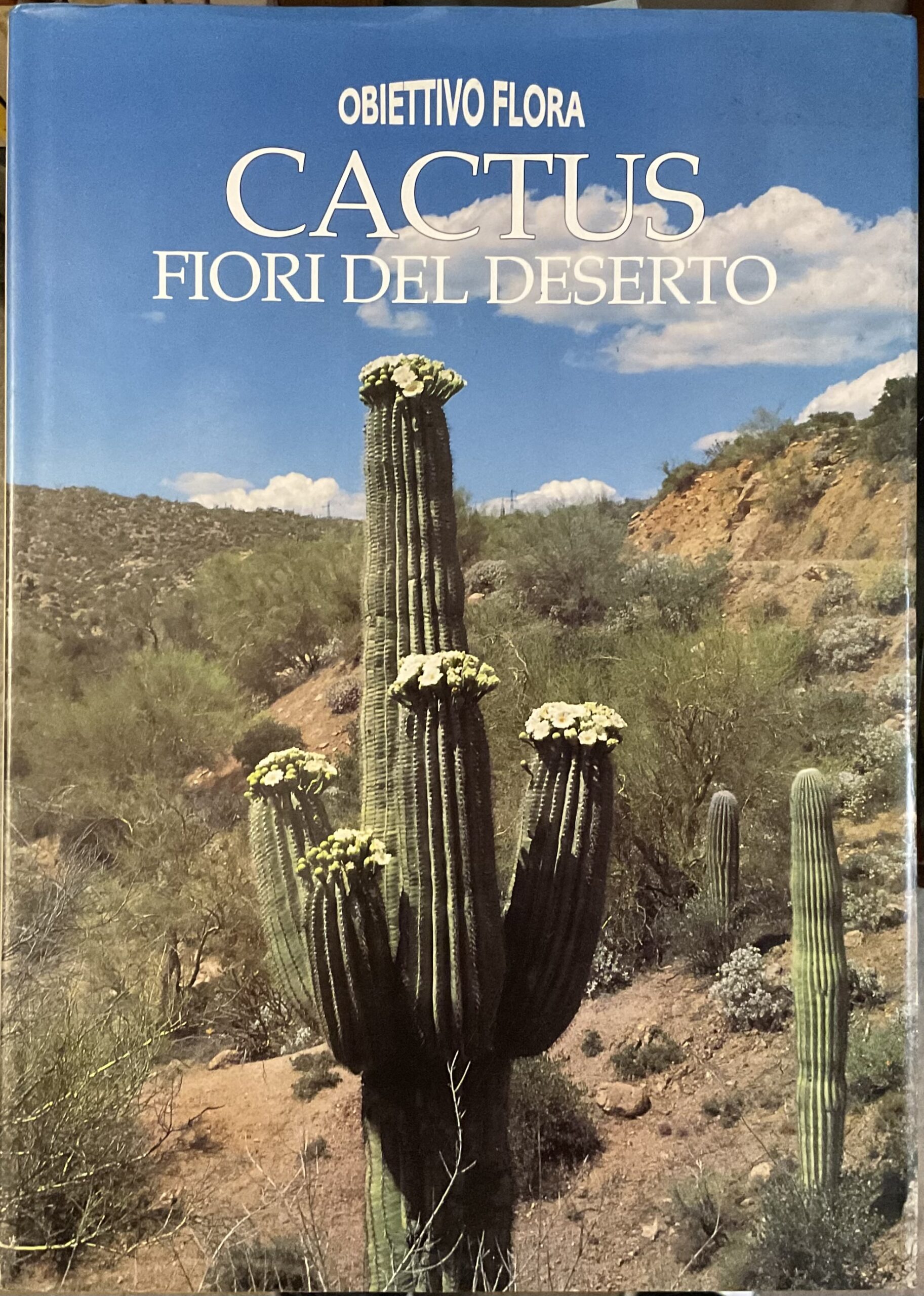 Cactus. Fiori del deserto
