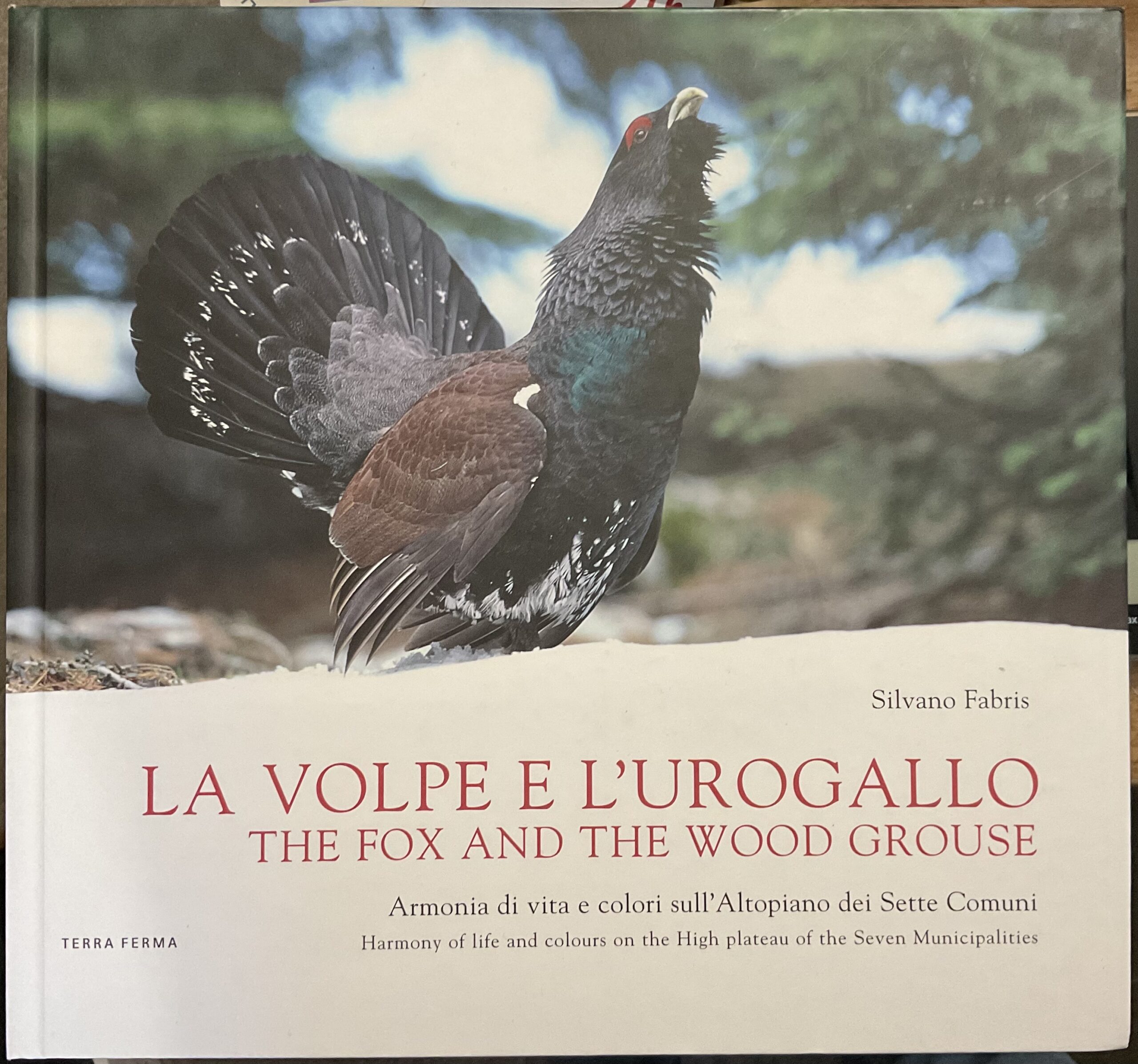 La volpe e l'urogallo. Armonia di vita e colori sull'altopiano …